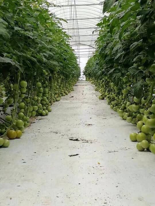 Rows of tomato plants growing inside a Hot Shine greenhouse