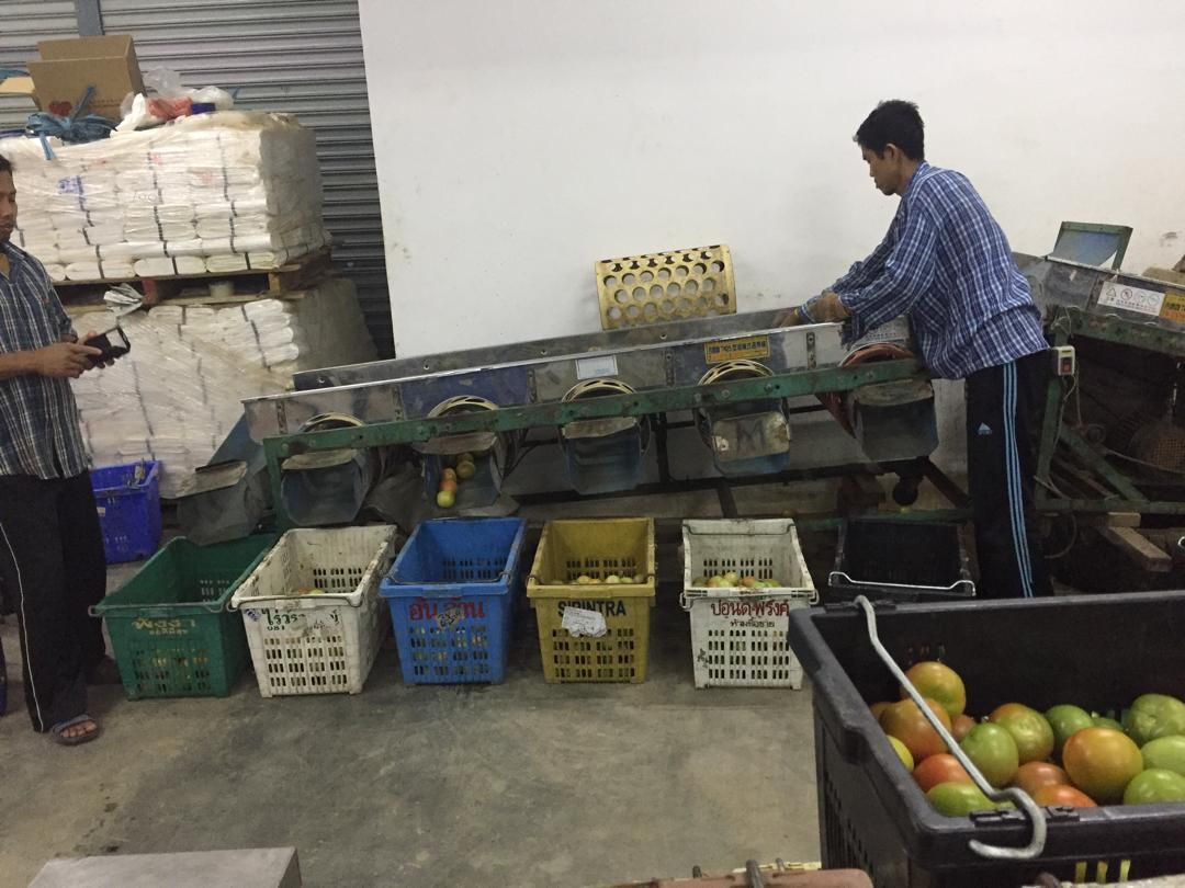 Workers sorting and grading fresh produce at the Hot Shine packing facility