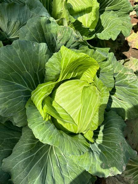 A fresh round cabbage head in the field