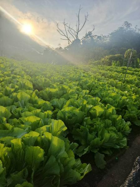 Sunrise over the cabbage fields, Cameron Highlands