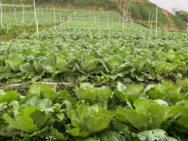 Cabbage growing on hillside farm