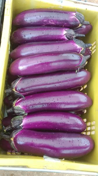 Close-up of eggplant in a crate