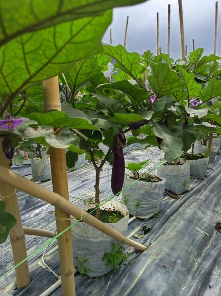 Eggplant (brinjal) plant with flowers and fruit