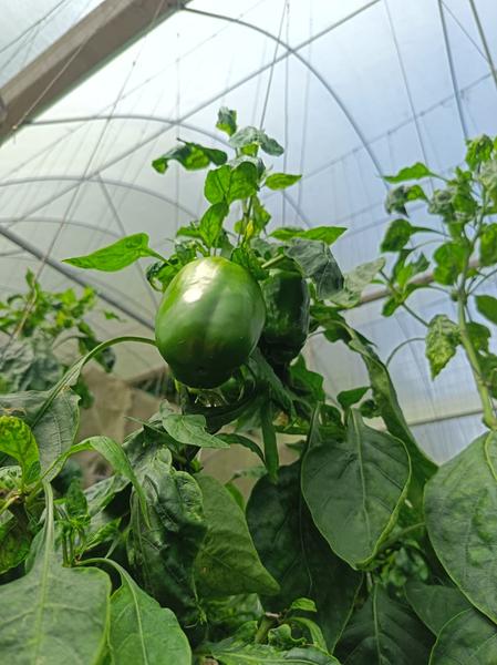 Fresh green bell pepper close-up