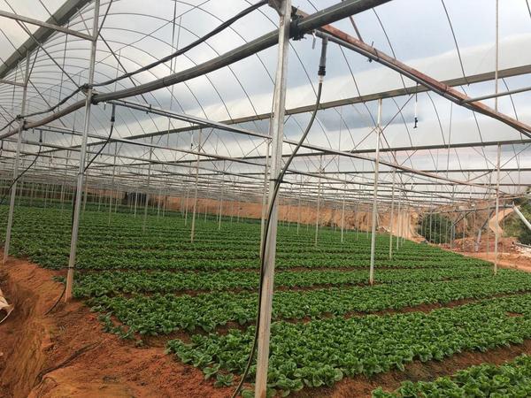 Greenhouse rows of leafy greens