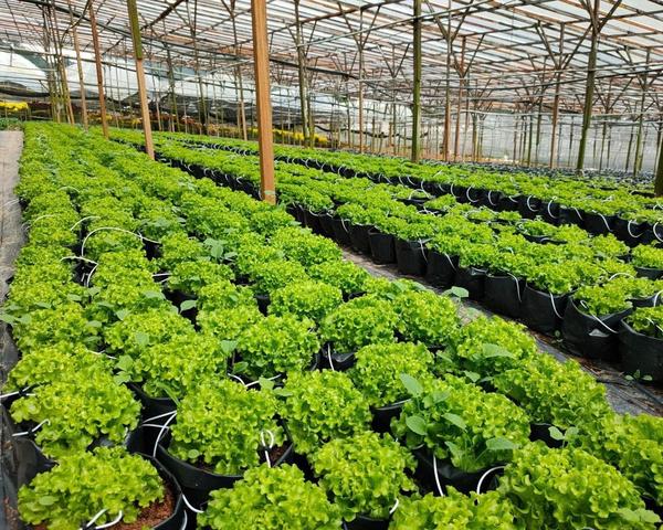 Lettuce growing in poly bags