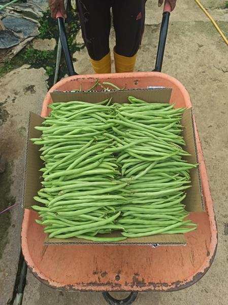 Freshly harvested long beans in a cart