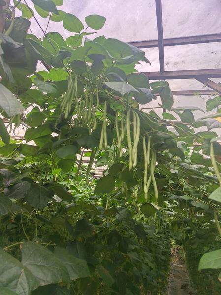 Long beans hanging on the vine, ready to harvest