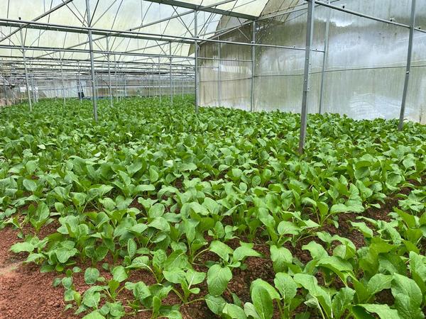 Rows of mustard greens (sawi) growing in a greenhouse