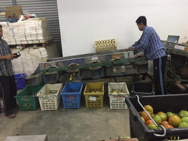 Workers sorting produce at the packing facility