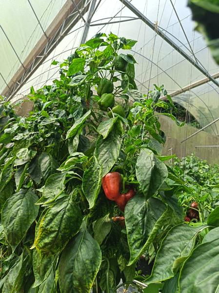 Fresh red bell peppers ready for harvest