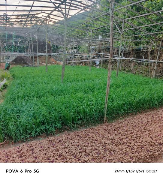 A field of fresh spring onions