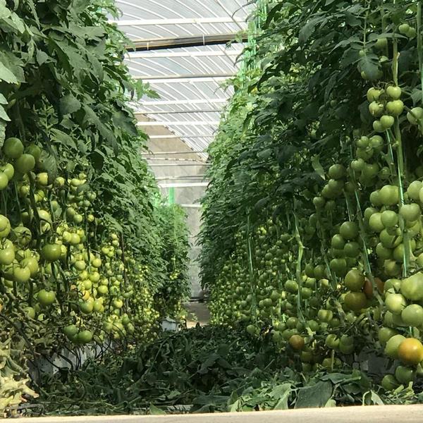 Tomatoes ripening on the vine in a Hot Shine greenhouse